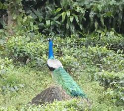Wild peacock in a tea plantation